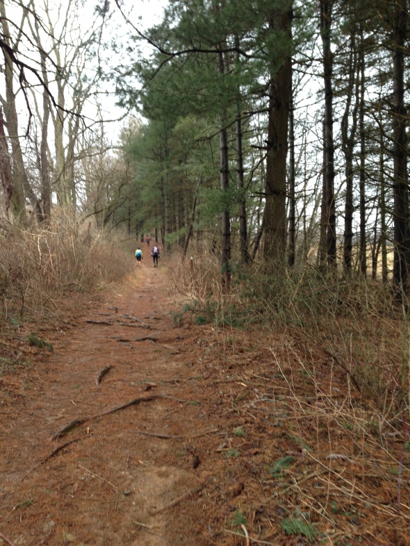 pine needle trail