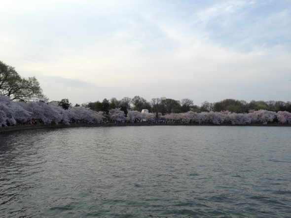 Cherry Blossoms along the Tidal Basin