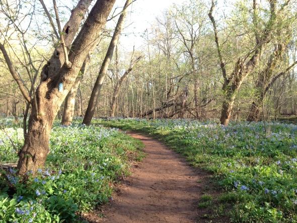 The bluebells in full bloom - magical!