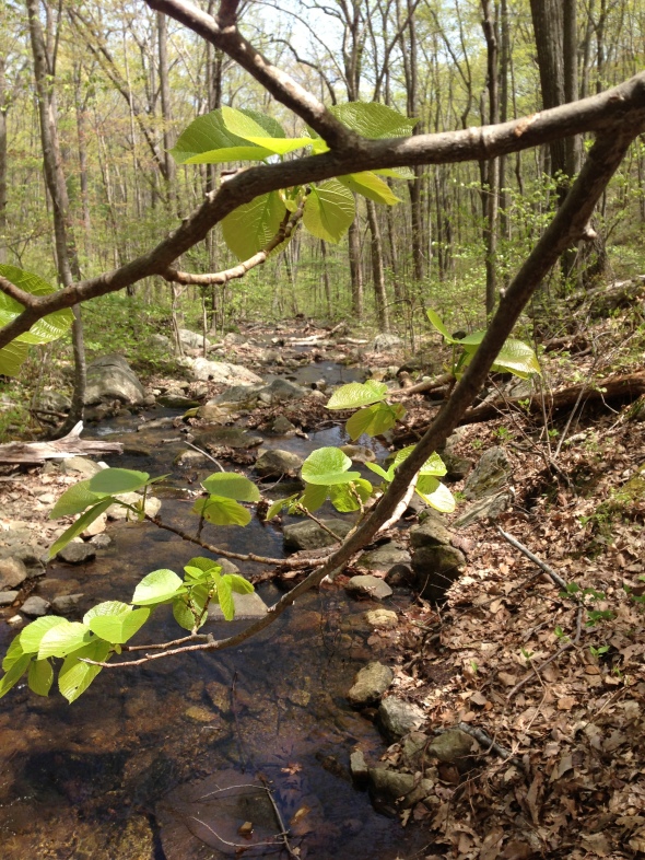 spring creek 