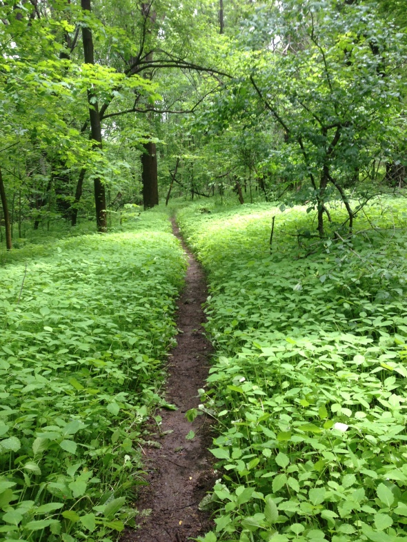 magical lush ferny paths