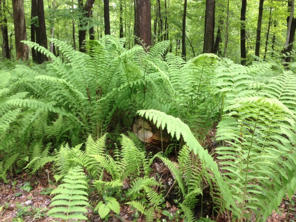 huge ferns