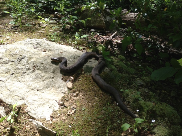 A snake sunning on the trail.